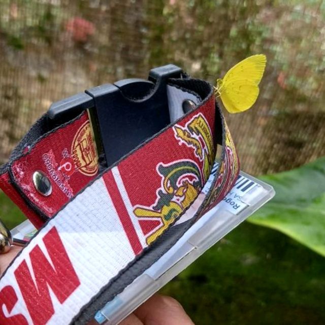 MSU Butterfly Garden