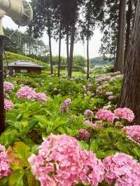 【京都】三室戸寺あじさい園