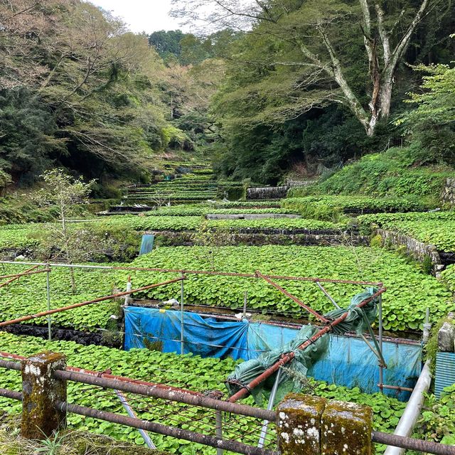 【水の都‼️伊豆】