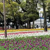 The best Tulip Season in Yokohama Park!