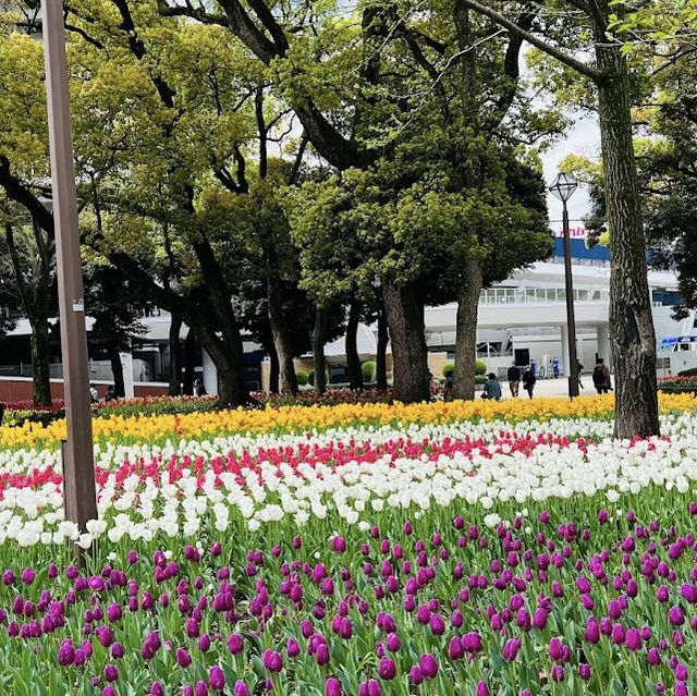 The best Tulip Season in Yokohama Park!
