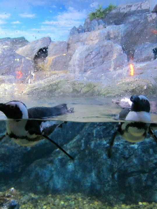 超合適泰國🇹🇭親子活動景點👍🏻曼谷最大水族館😛Siam Ocean World