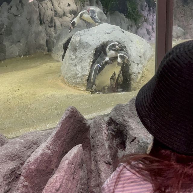 🇯🇵沖縄 DMMかりゆし水族館