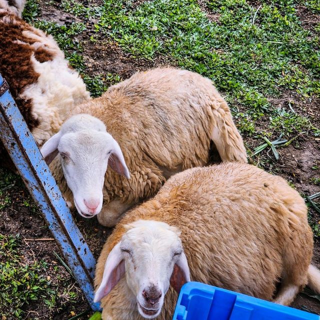 Looking for Animal Friendly Cafe?