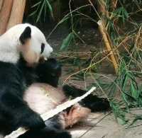 與動物近距離接觸：深圳野生動物園
