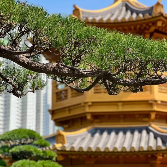 身臨其境的禪意寧靜 🏞️🧘‍♀️ 南蓮園池