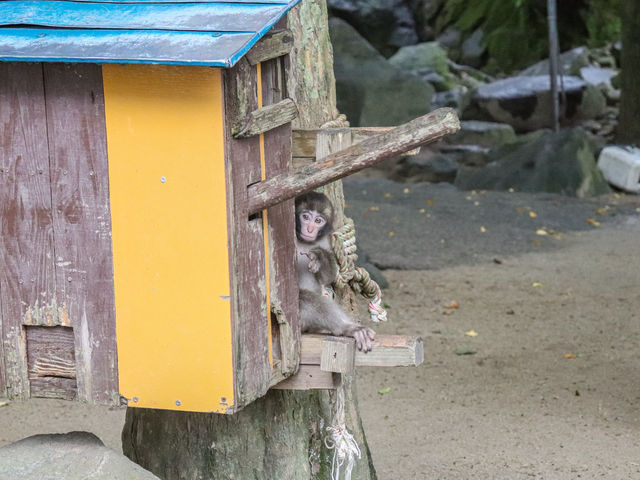 【大分県】 ニホンザルの聖地「高崎山自然動物園」🐒