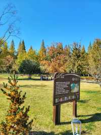 변함없이 아름다운 경주의 가을🍁🍂