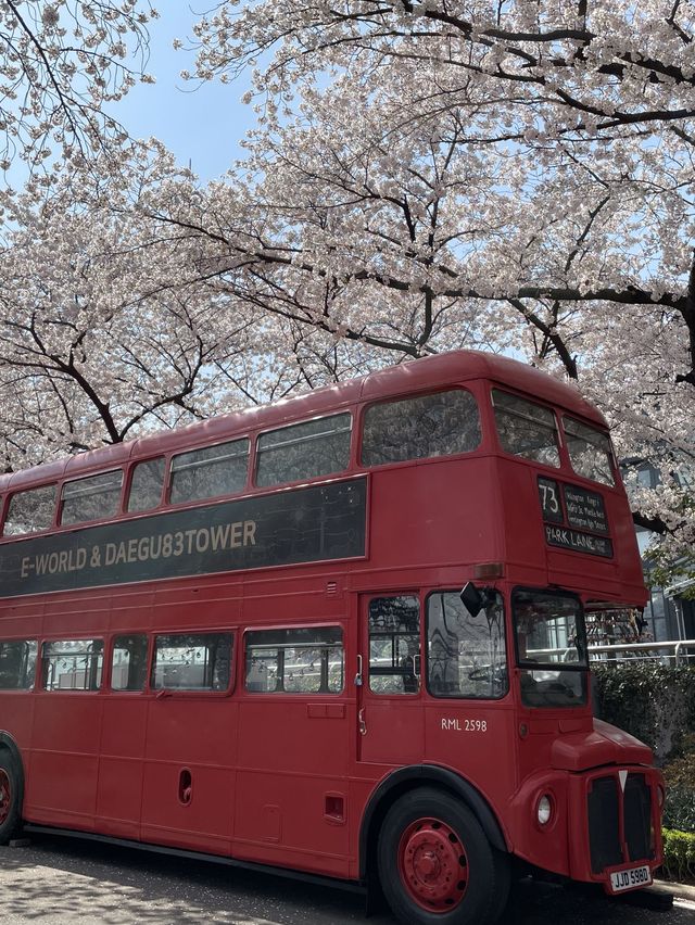 이월드 벚꽃 세상에 초대합니다🌸