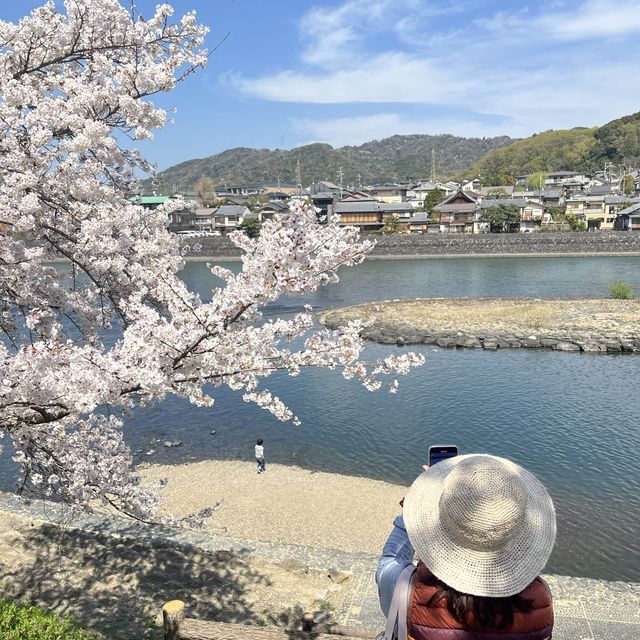 GREEN ( tea )VS PINK (sakura ) Uji KYOTO