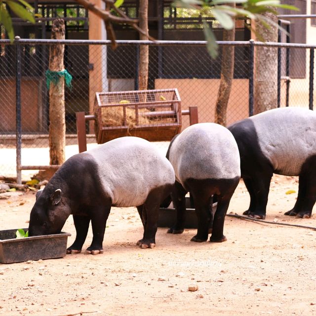 สวนสัตว์เปิดเขาเขียว ที่เที่ยวชลบุรี