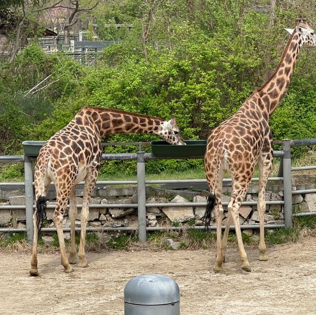 探險首爾大公園 🚡🦓🏞️