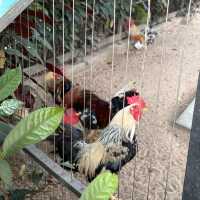 深圳野生動物園🐈‍⬛🐈‍⬛