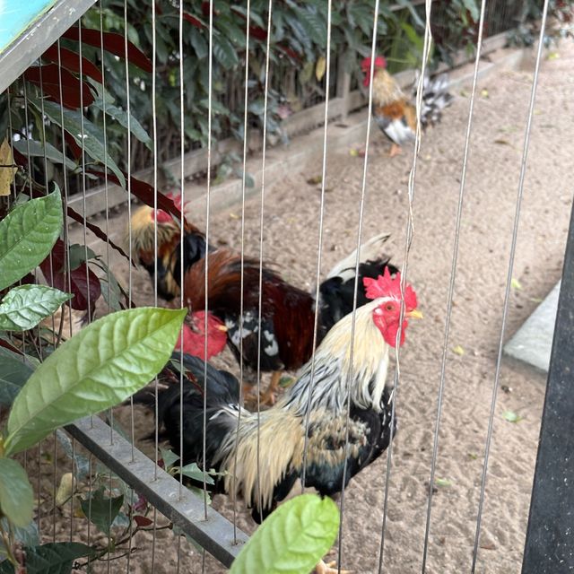 深圳野生動物園🐈‍⬛🐈‍⬛