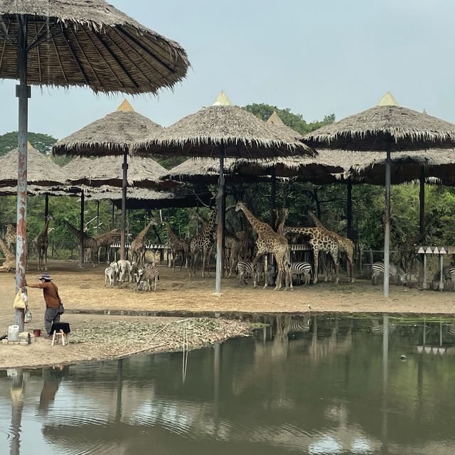泰國曼谷野生動物園