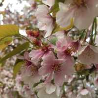 岡山 ｜後樂園河畔賞櫻花🌸快閃之旅