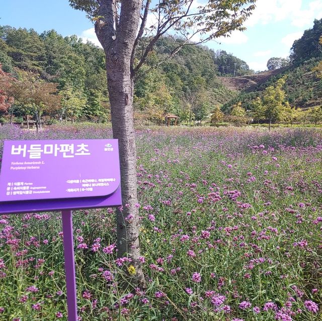 다양한 야생화와 핑크뮬리를 볼 수 있는, 함안 악양생태공원
