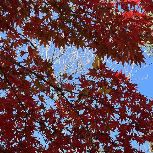 Autumn Seoul Cafe with the Best foliages view