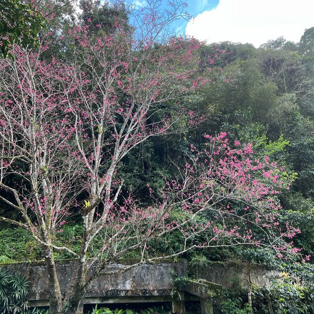 五重溪瀑布到福山部落 烏來走春