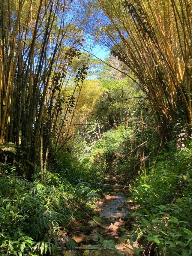 하와이🌺 빅아일랜드🏝️ <아카카폭포>
