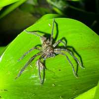 Tabin Wildlife Reserve @ Sabah, Malaysia