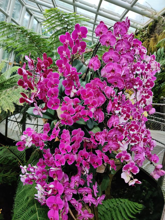 Floral beauty @National Orchid Garden