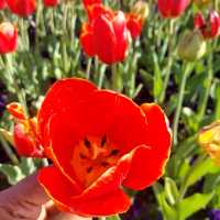 Floriade - Canberra