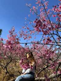 🌸 ซากุระ เมืองไทย 🌸 