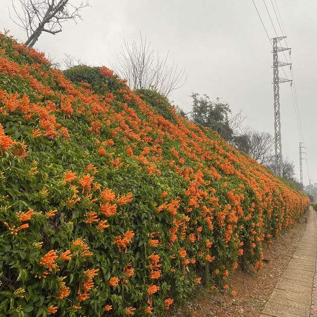 苗栗銅鑼-環保公園-炮仗花海