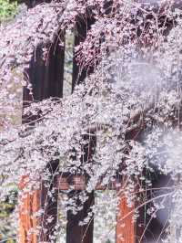 東京タワー×桜が見れるとっておきスポット