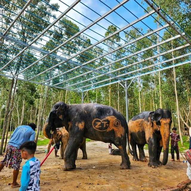 Elephant Care park Phuket