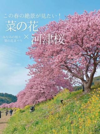 Enjoy the spectacular view of cherry blossoms and rape blossoms early! 🌸