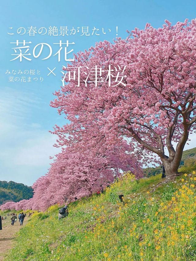 ひとあし先に楽しめる💫桜×菜の花の絶景！🌸