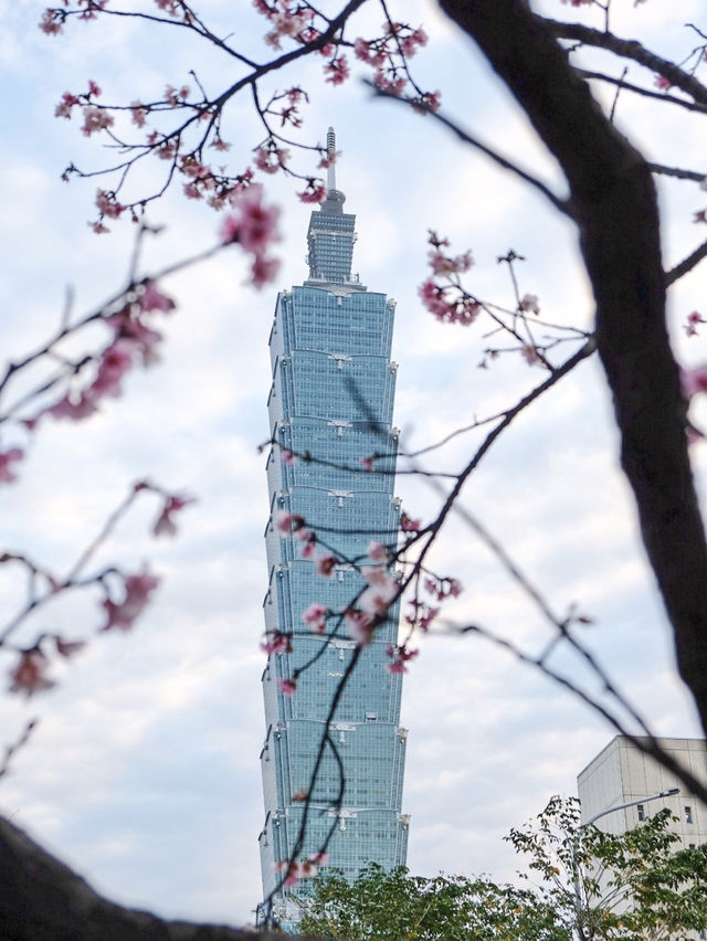 It’s Cherry Blossom Season!