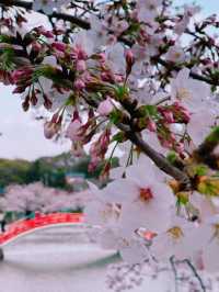 【福岡花見スポット】赤い橋が架かる花見スポット🌸