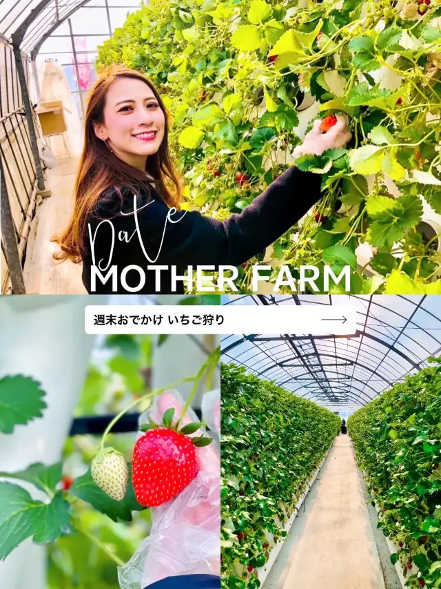 【週末おでかけ】日帰りリフレッシュ！マザー牧場で自然を満喫🍓🐮🌱