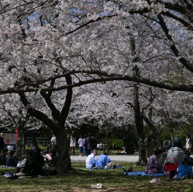 ซากุระชมพูอ่อน สวน Nishi park