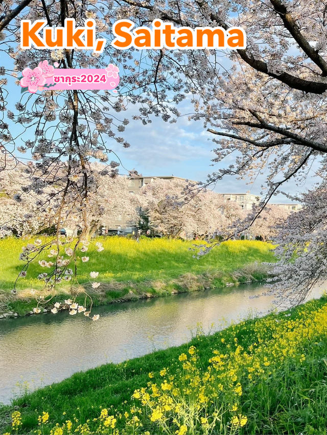 ชมซากุระกับดอกนาโนะฮานะ ที่ Kuki, Saitama 🌸🌼