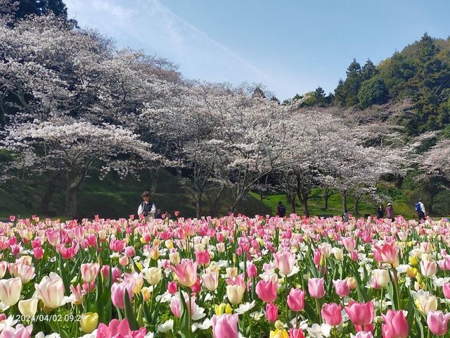 桜とチューリップの競演