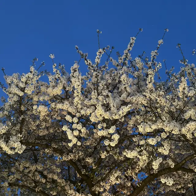 🌸🌸 전농로 제주 벚꽃길