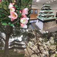 尋找樱花🌸好去處💕