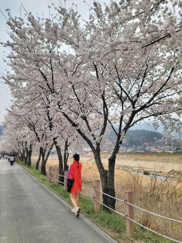 지금 원주천엔 벚꽃물결이 한가득🌸