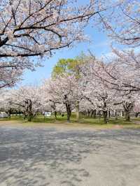 【2024年桜】大阪城公園ちょっと穴場の桜