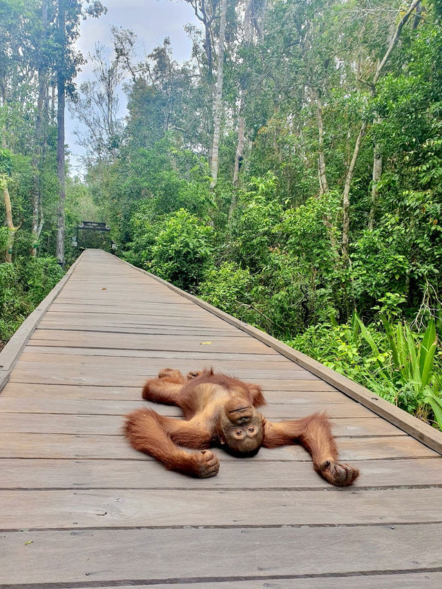 Taman Nasional Tanjung Puting