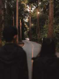 ถนนต้นยาง เชียงดาว 🌲🛤️