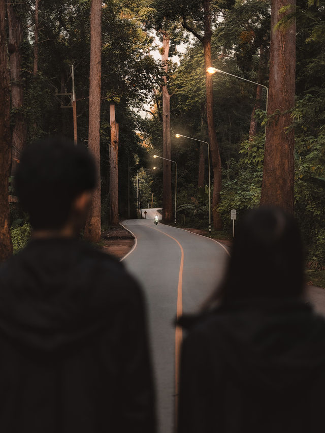 ถนนต้นยาง เชียงดาว 🌲🛤️