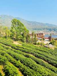 🇹🇭 Lee Wine Resort Tea Plantation