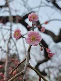 🌸弘前公園：春季賞櫻，美不勝收🌸