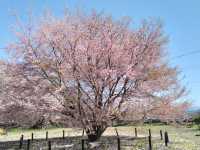 山高神代櫻🌸：日本古老巨樹，春季踏青必去