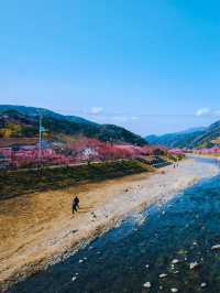 🌸Sakura🌸 @Kawazu